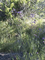 Boechera sparsiflora