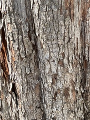 Gleditsia triacanthos