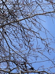 Gleditsia triacanthos