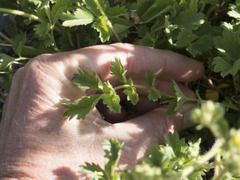 Drymocallis pseudorupestris