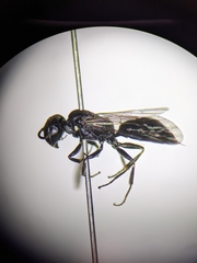 Passaloecus cuspidatus