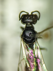 Passaloecus cuspidatus