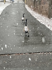Branta canadensis