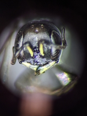 Passaloecus cuspidatus