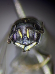 Passaloecus cuspidatus