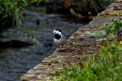 Motacilla alba