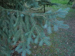 Picea chihuahuana