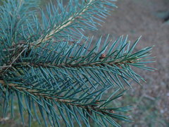 Picea chihuahuana