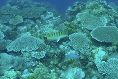 Lutjanus semicinctus