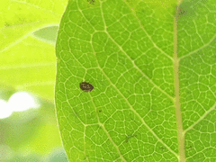 Scymnobius galapagoensis