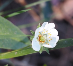 Potentilla montana