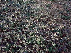 Corylopsis pauciflora
