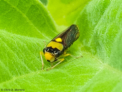 Acrogonia flavoscutellata