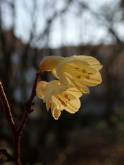 Corylopsis pauciflora