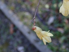 Corylopsis pauciflora
