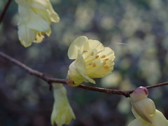 Corylopsis pauciflora