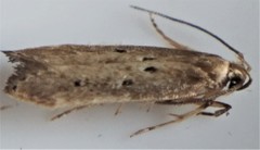 Chionodes abitus