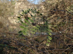 Sophora davidii