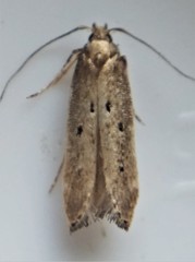 Chionodes abitus