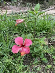 Hibiscus rosa-sinensis