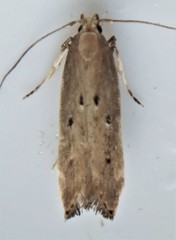 Chionodes abitus