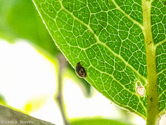 Scymnobius galapagoensis