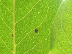 Scymnobius galapagoensis