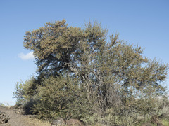 Cercocarpus ledifolius intermontanus