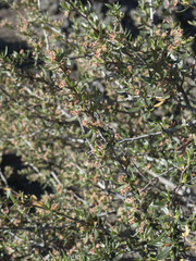 Cercocarpus ledifolius intermontanus