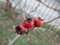 × Crataemespilus