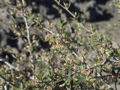 Cercocarpus ledifolius intermontanus