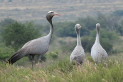 Blue Crane photo 5