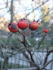 × Crataemespilus