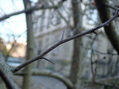 × Crataemespilus