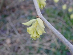 Corylopsis glabrescens
