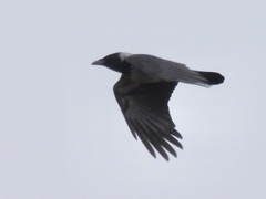 Corvus cornix sharpii