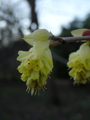 Corylopsis glabrescens