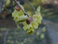 Corylopsis glabrescens