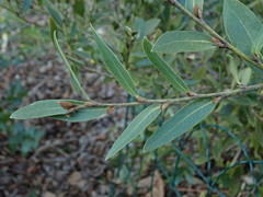 Distylium buxifolium