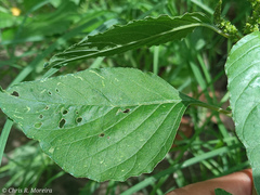 Amaranthus