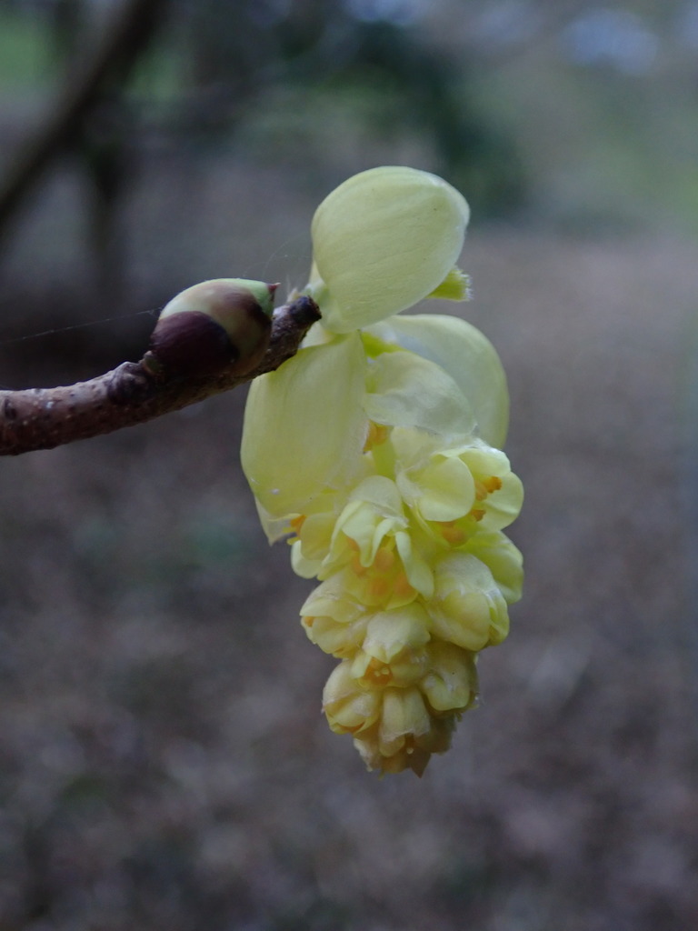 Corylopsis glandulifera