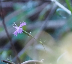Dianthus hyssopifolius