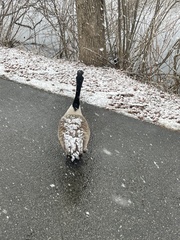 Branta canadensis