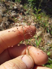 Dichanthelium lanuginosum