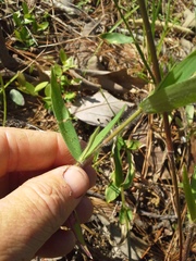 Dichanthelium lanuginosum