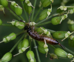 Apterygida albipennis