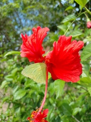 Aphrissa statira statira