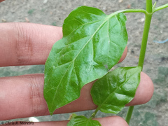 Commicarpus tuberosus