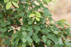 Synaptolepis alternifolia