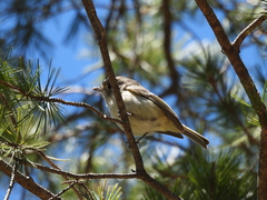 Vireo huttoni cognatus
